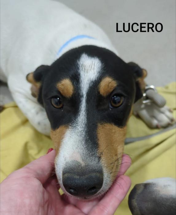 LUCERO