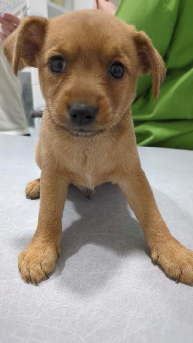 BRUTUS
