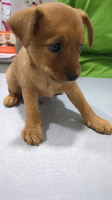 BRUTUS