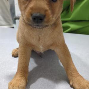 BRUTUS