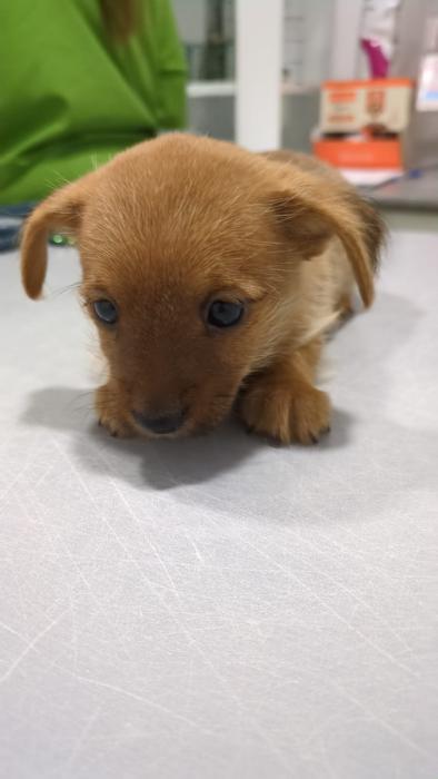TITAN