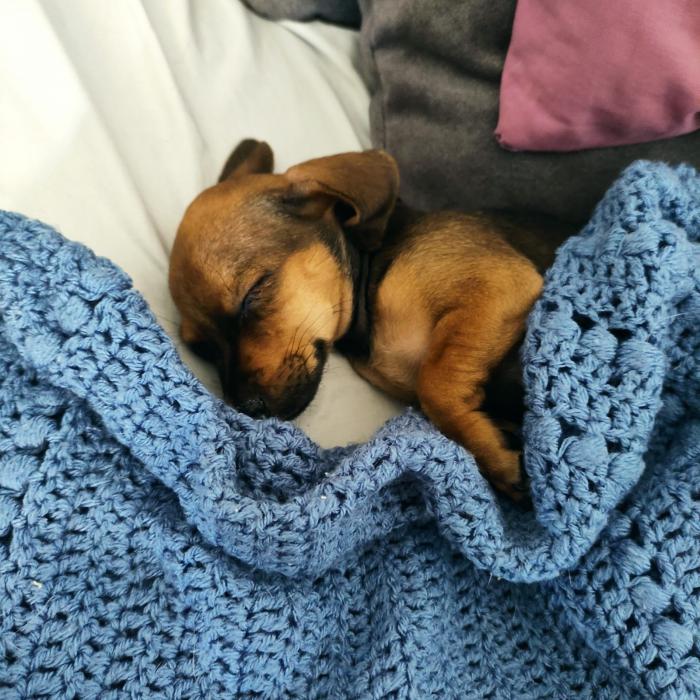 PIPA