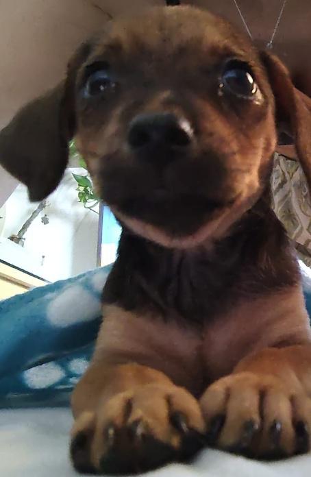 PIPA