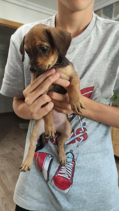 PIPA