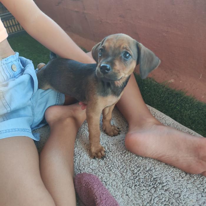 PIPA
