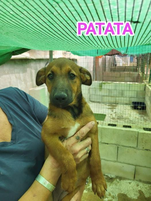  Croqueta y Patata