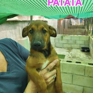  Croqueta y Patata