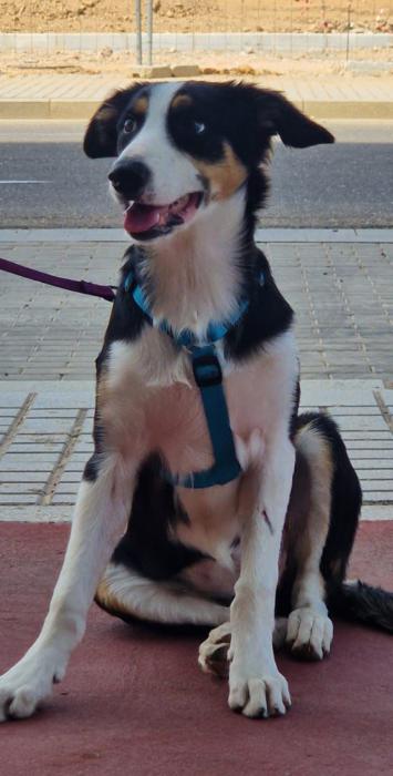 JARA