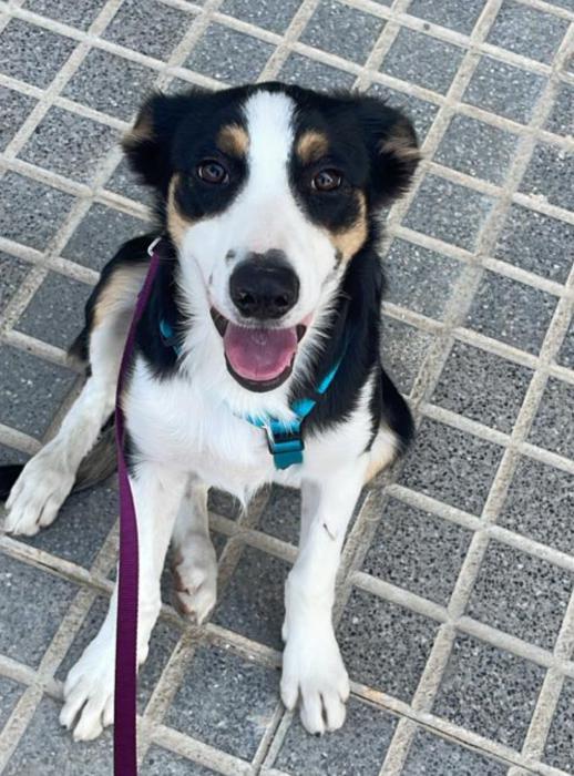 JARA