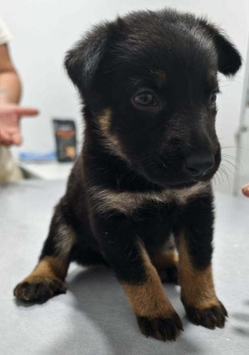 SADIE