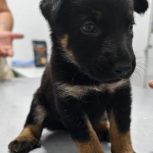 SADIE