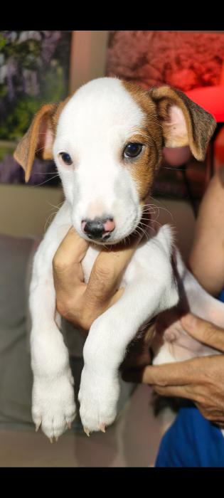 ARLO