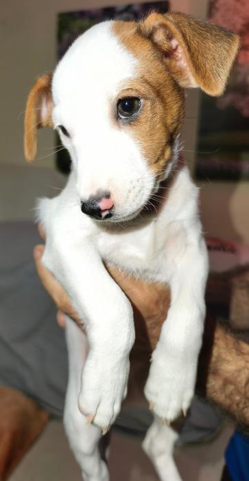 ARLO