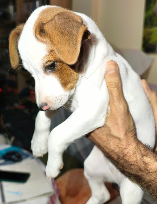 ARLO