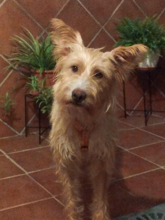 PIPIOLA 