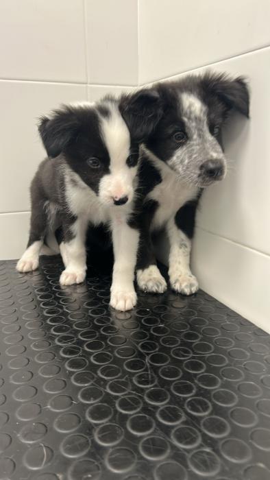 BAO y ARLO