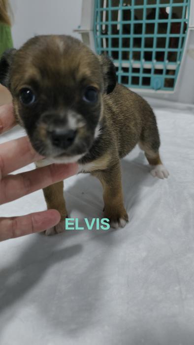 ELVIS