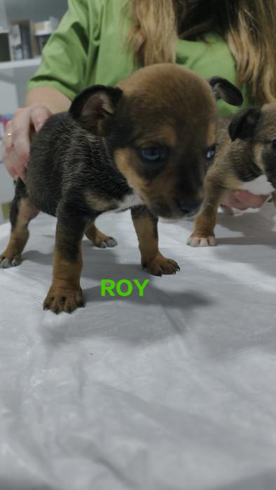 ROY