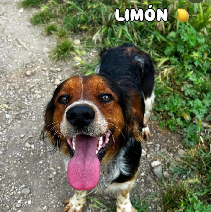 LIM&Oacute;N 