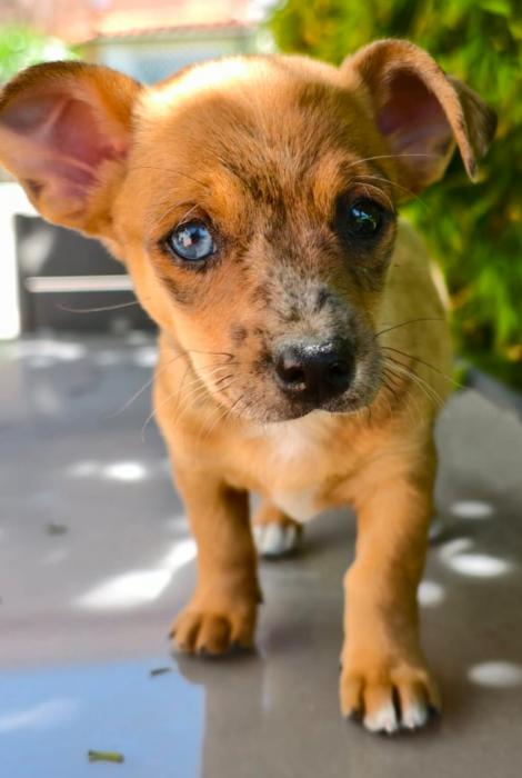 BOWIE 