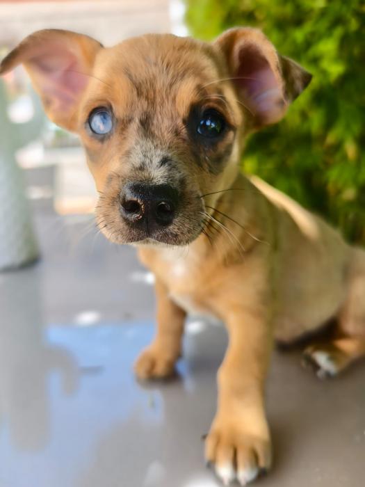 BOWIE 