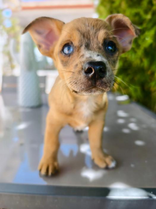 BOWIE 