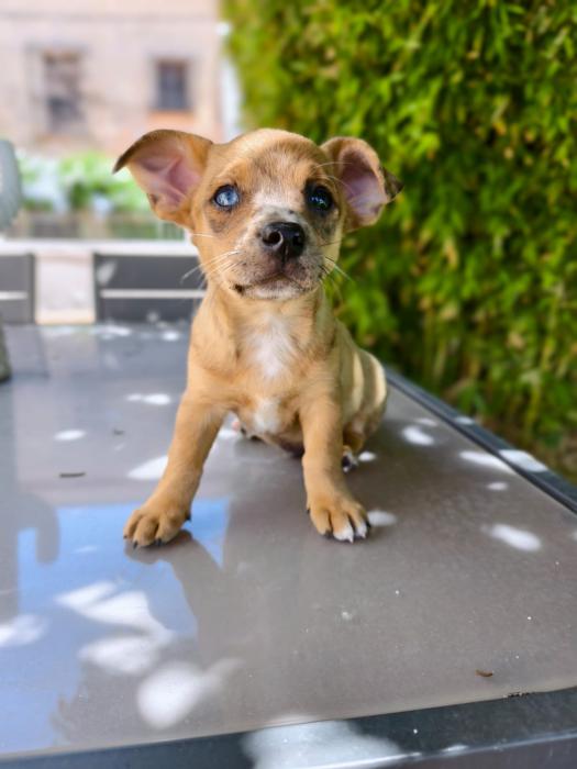 BOWIE 