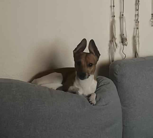 MILO