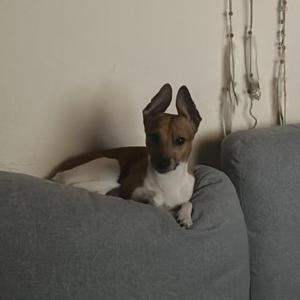 MILO