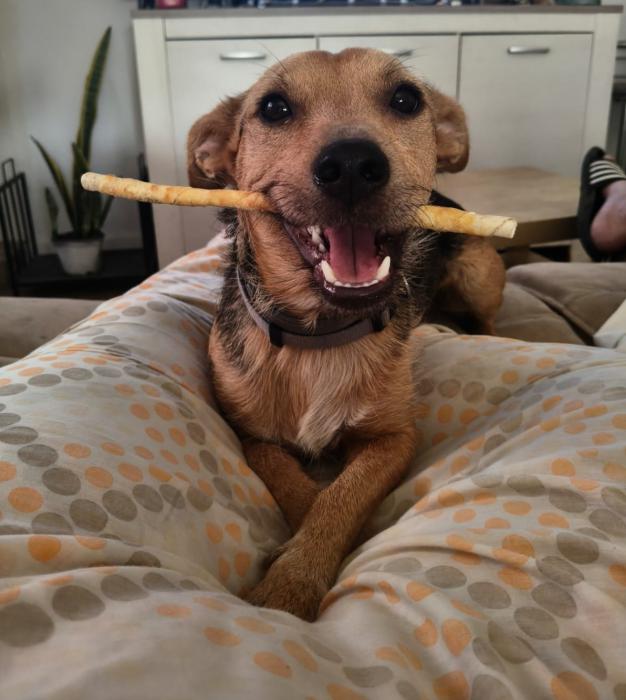 OBI