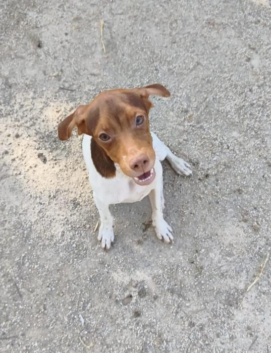 ESTRELLA
