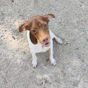 ESTRELLA