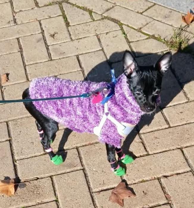 PANCHITA 
