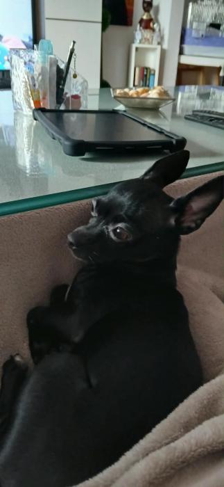 PANCHITA 