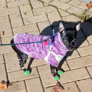PANCHITA 