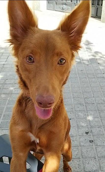 CHICA