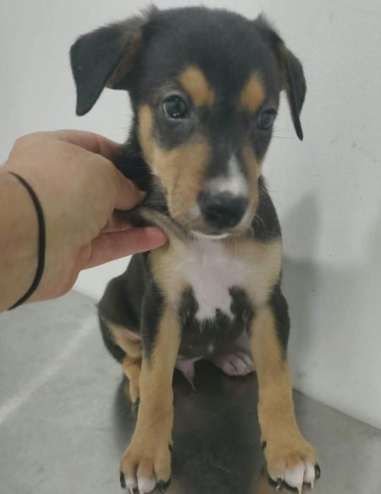 BERT