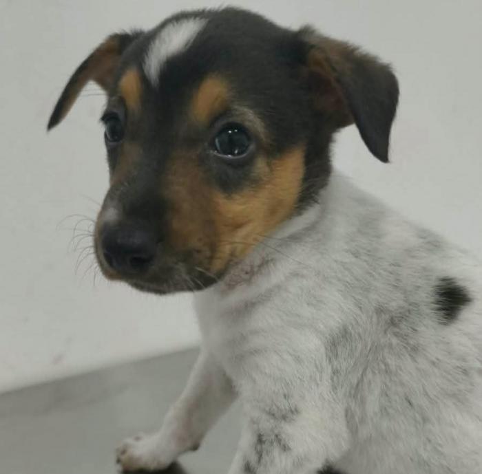 ZIMBA