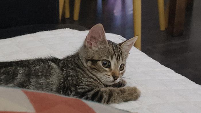 ADA