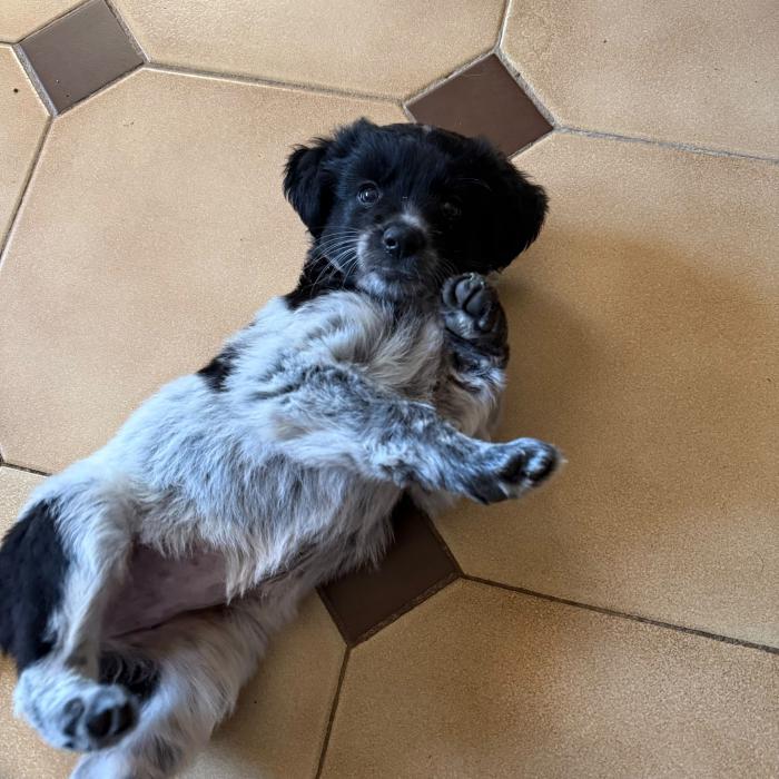 MOLLY