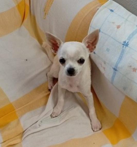CHURRO