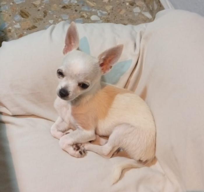 CHURRO