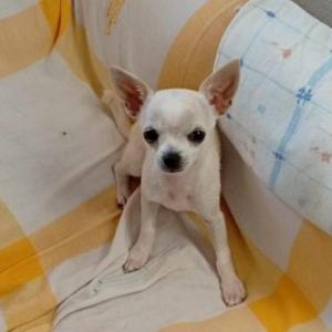 CHURRO