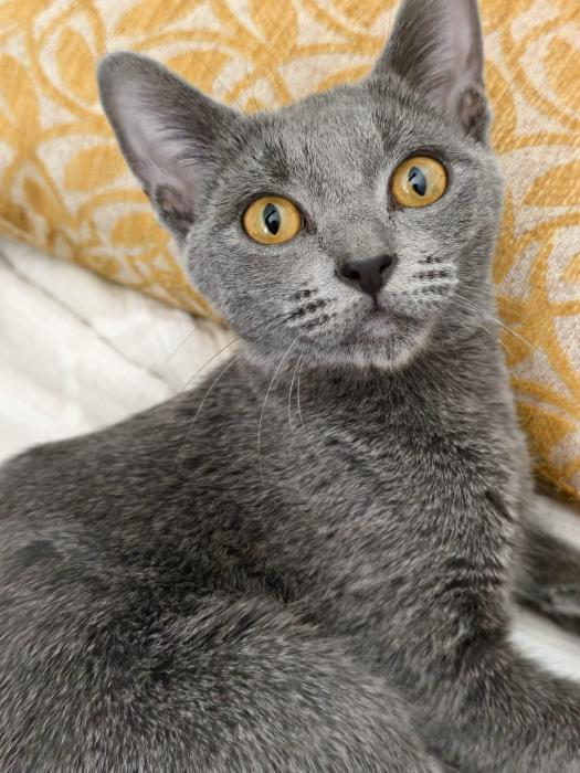 CALAF 