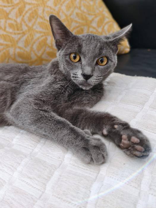 CALAF 