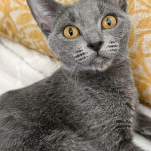 CALAF 